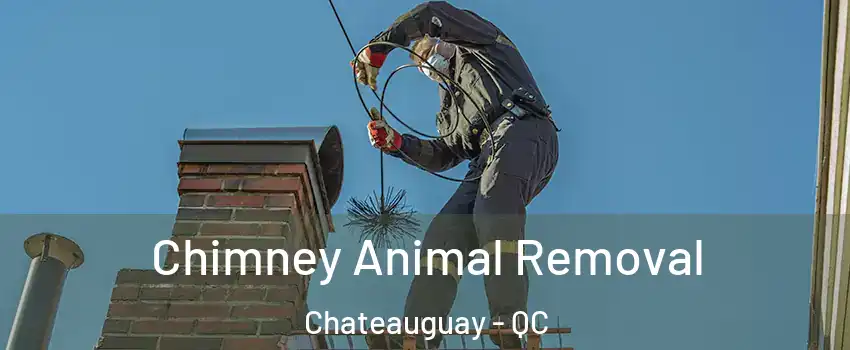 Chimney Animal Removal Chateauguay - QC
