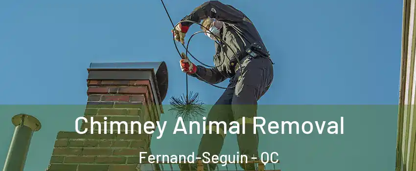 Chimney Animal Removal Fernand-Seguin - QC