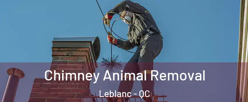 Chimney Animal Removal Leblanc - QC