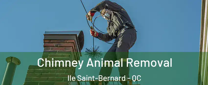Chimney Animal Removal lle Saint-Bernard - QC