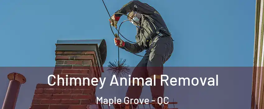 Chimney Animal Removal Maple Grove - QC