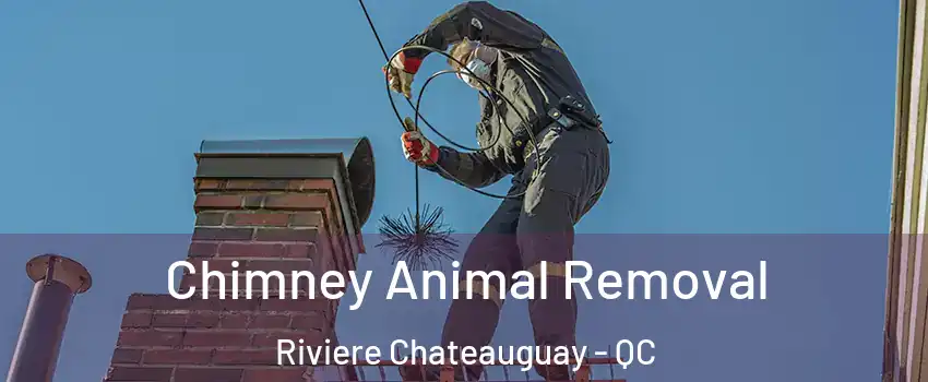 Chimney Animal Removal Riviere Chateauguay - QC