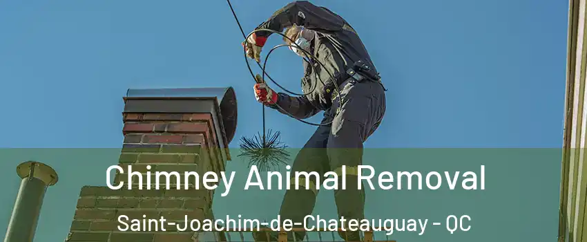 Chimney Animal Removal Saint-Joachim-de-Chateauguay - QC
