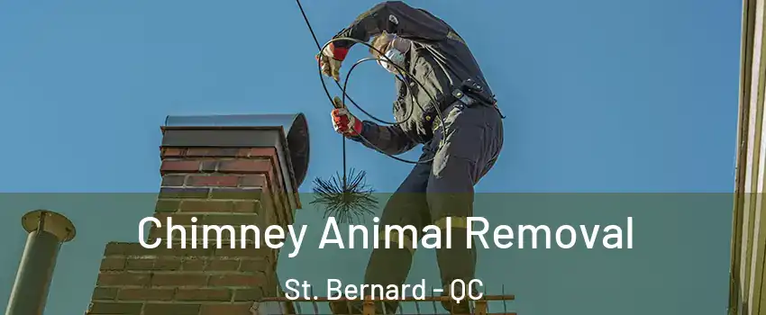 Chimney Animal Removal St. Bernard - QC